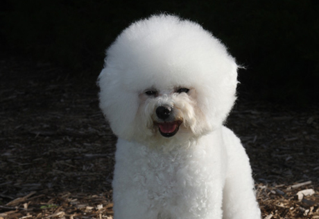 Bichon Frise