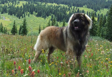 Leonberger